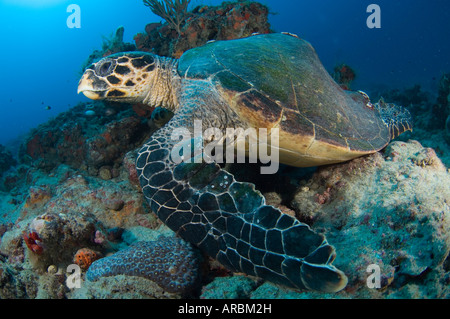 Hawksbill Sea Turtle Eretmochelys imbricata con un guscio deformata o carapace in Juno Beach FL Foto Stock