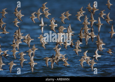 Dunlin Calidris alpina New Jersey USA winter roost Foto Stock