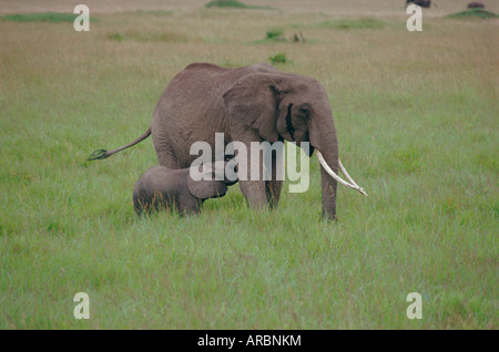 Elefante adulto e di vitello, Masai Mara, Kenya, Africa Foto Stock