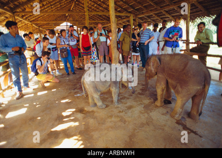 Pinnawala l'Orfanotrofio degli elefanti, Sri Lanka, Asia Foto Stock