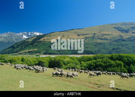 Il pascolo ovino, Rees River Valley vicino a Glenochry presso la punta settentrionale del Lago Wakatipu, western Otago, Isola del Sud, Nuova Zelanda Foto Stock