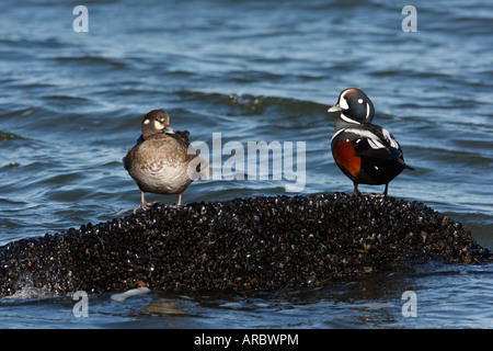 Harlequin duck Histrionicus histrionicus maschio e femmina New Jersey USA inverno Foto Stock