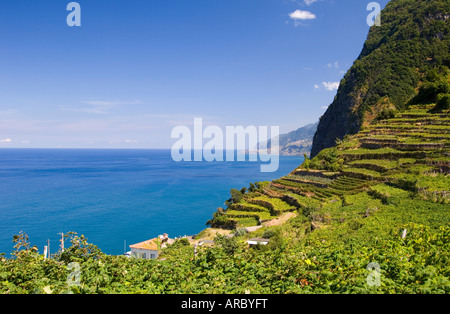 Vigneti sui pendii sulla costa nord vicino a Ribeira da Janela, isola di Madeira, Portogallo, Atlantico, Europa Foto Stock