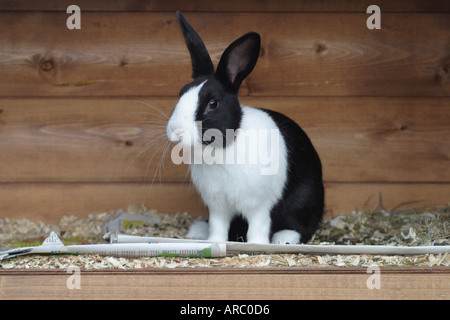 Coniglio olandese nel hutch. Regno Unito Foto Stock