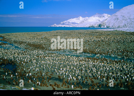 Re colonia di pinguini, St Andrew's Bay, Isola Georgia del Sud, Sud Atlantico Foto Stock