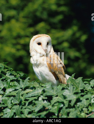 Ritratto di un barbagianni (Tyto alba) Foto Stock