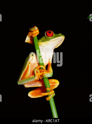 Con gli occhi rossi raganella (Agalythnis Callidryas), Sud America Foto Stock