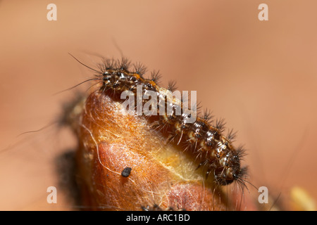 Archi nero Lymantria monacha larva su oak bud potton bedfordshire Foto Stock