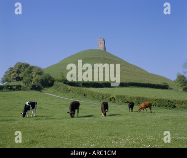 Il pascolo di bestiame di fronte a Glastonbury Tor, Glastonbury, Somerset, Inghilterra, Regno Unito, Europa Foto Stock