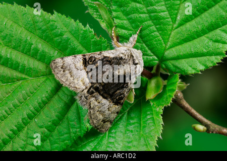 Il dado albero Tussock Colocasia coryli a riposo sul Rovo foglie potton bedfordshire Foto Stock