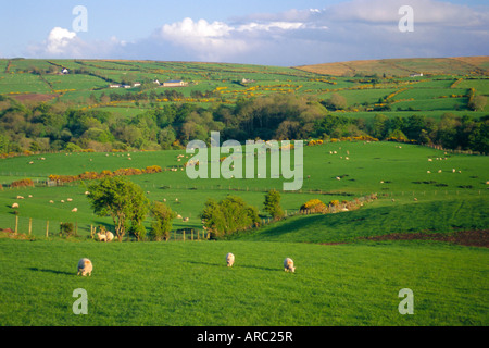 Paesaggio agricolo, nella contea di Antrim, Ulster (Irlanda del Nord, Regno Unito, Europa Foto Stock