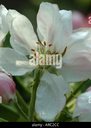 Crab Apple Blossom Fiori in piena fioritura in un giardino di Cheshire England Regno Unito Regno Unito Foto Stock