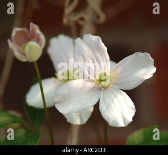 Primo piano di fiori di Clematis Montana Rubens in un giardino di Cheshire England Regno Unito Regno Unito Foto Stock