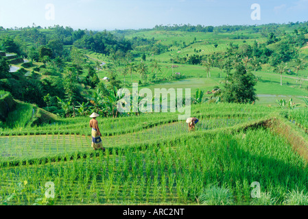 Terrazze di riso vicino Jatiluwih, Bali, Indonesia Foto Stock