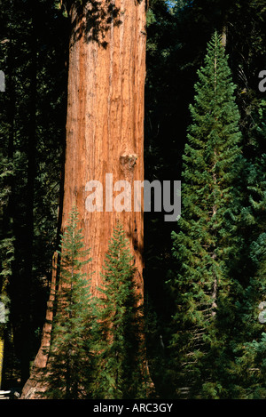 Sequoia gigante, albero di Sequoia National Park, California, Stati Uniti d'America (USA), America del Nord Foto Stock
