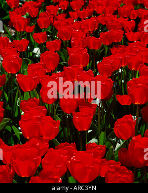 Close-up di tulipani rossi in fiore e i campi di bulbi, Keukenhof, vicino a Lisse, Paesi Bassi (Olanda), Europa Foto Stock