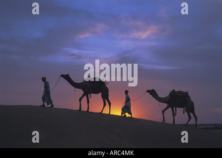 Cammelli stagliano contro il tramonto e il deserto di Thar, vicino a Jaisalmer, stato del Rajasthan, India, Asia Foto Stock