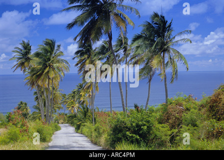 Fiancheggiata da palme strada per Betsabea, Barbados, West Indies, dei Caraibi e America centrale Foto Stock