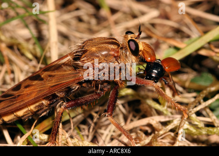 Hornet robber fly Asilus crabroniformis Asilidae alimentazione su un dung beetle Aphodius fimetarius REGNO UNITO Foto Stock