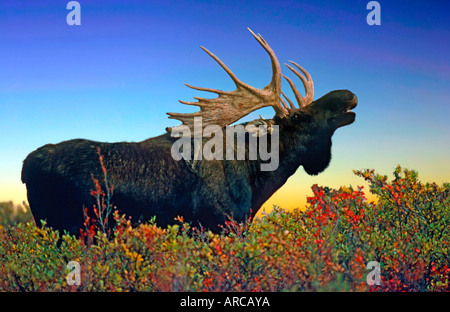 Elch, alci, Alces alces Yellowstone NP USA, Bull, Elchbulle Foto Stock