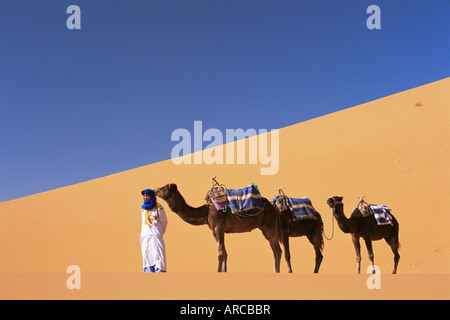 Berber camel leader con tre cammelli in Erg Chebbi dune di sabbia del deserto del Sahara, vicino a Merzouga, Marocco, Africa Settentrionale, Africa Foto Stock