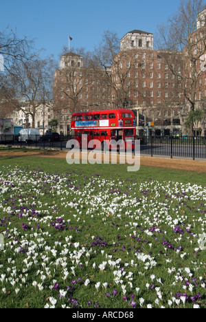 London Hyde Park accanto a Park Lane a fioritura primaverile crocus in fiore con autobus Routemaster oltre Foto Stock