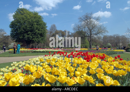London Hyde Park close to Hyde Park corner springtime display of flowers Foto Stock