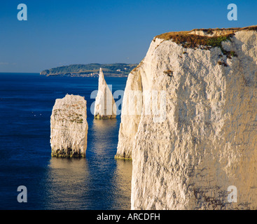 Punto Handfast, Clifftop vista che mostra i pinnacoli, la mattina presto, Studland, Dorset, Inghilterra Foto Stock