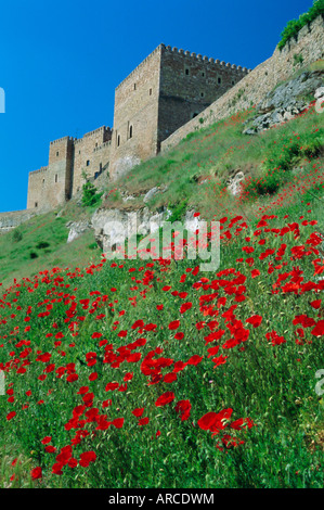 Papaveri su una collina al di sotto del castello (ora un Parador), a Siguenza, Guadalajara, Castilla la Mancha, in Spagna, Europa Foto Stock