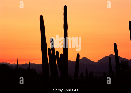 Cactus Saguaro (Cereus giganteus), profilarsi all'imbrunire, Parco nazionale del Saguaro (ovest), Tucson, Arizona, Stati Uniti (U.S.A.) Foto Stock