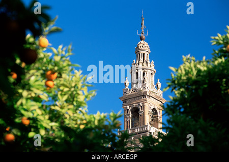 Cima della Giralda incorniciato da alberi di arancio, Siviglia, in Andalusia (Andalusia), Spagna, Europa Foto Stock