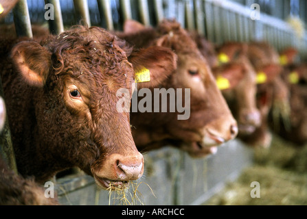 Una mandria di South Devon bovini a Wells follia agriturismo vicino a Moreton in Marsh GLOUCESTERSHIRE REGNO UNITO Foto Stock