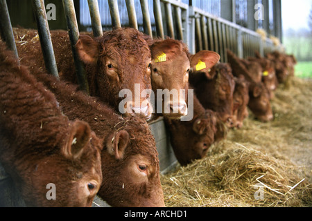 Una mandria di South Devon bovini a Wells follia agriturismo vicino a Moreton in Marsh GLOUCESTERSHIRE REGNO UNITO Foto Stock