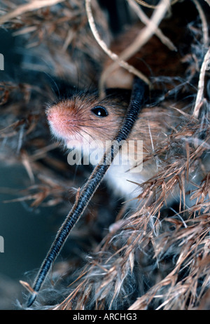 Raccolto europeo Mouse, Zwergmaus, mycrotus minutus, Europa Foto Stock