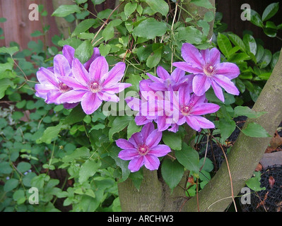 Clematis, Corno di abbondanza, crescendo tree Foto Stock