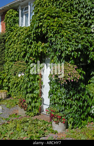 Cottage di campagna con pareti esterne quasi interamente coperto di edera e di altri superriduttori verde; le porte e le finestre quasi offuscato. Foto Stock