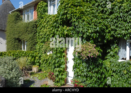 Cottage di campagna con pareti esterne quasi interamente coperto di edera e di altri superriduttori verde; le porte e le finestre quasi offuscato. Foto Stock