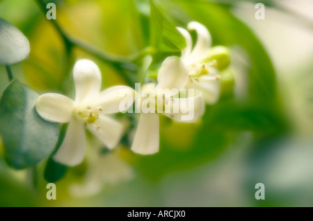 Murraya Blossom Foto Stock