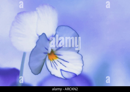 Bianco blu Pansy Foto Stock