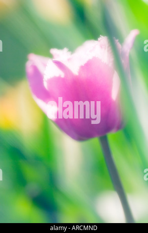 Tulipano della lavanda Foto Stock