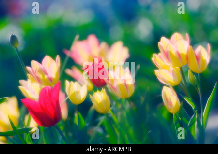 Patch di tulipano Foto Stock