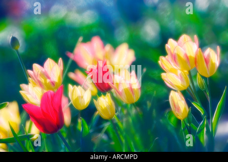 Patch di tulipano Foto Stock