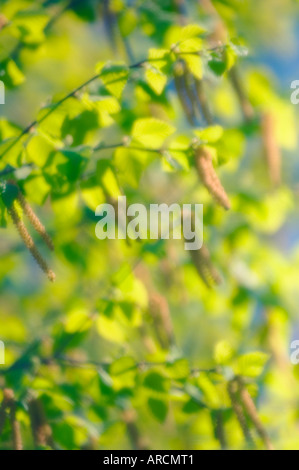 Fiore di betulla Foto Stock