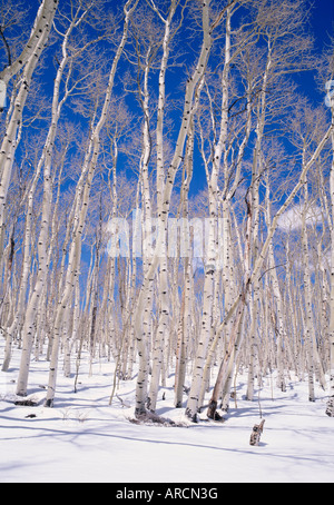 Aspen alberi durante l'inverno, Dixie National Forest, Utah, Stati Uniti d'America Foto Stock