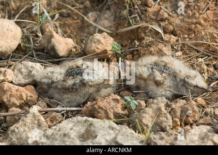 Due nuovi nati Red-Necked Nightjar pulcini a nido Foto Stock