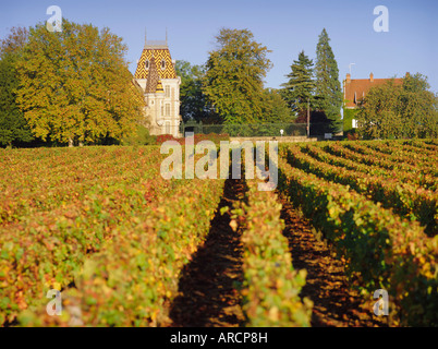 Vigneti, Aloxe Corton, Cote d'Or, Borgogna, in Francia, in Europa Foto Stock