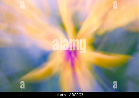 Orchidea zoom Foto Stock