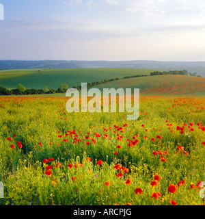 I papaveri sul South Downs, Sussex, Inghilterra Foto Stock