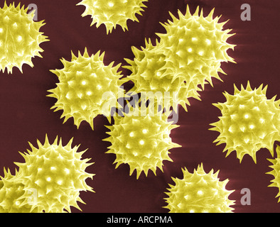 La scansione di immagine al microscopio elettronico di granelli di polline da Helianthus annuus (girasole comune). Foto Stock