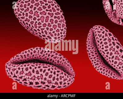 Una micrografia al microscopio elettronico a scansione (SEM) di granelli di polline da Lilium auratum (giglio orientali). Foto Stock